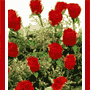 A Rendezvous With Roses