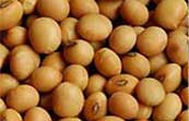 Soya Beans