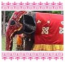 Elephant decked up for the procession