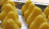 Coconut Modaks