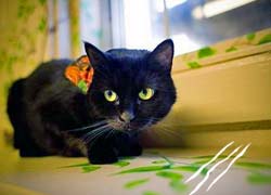 Love: When The Fur Flies!