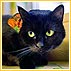 Love: When The Fur Flies!