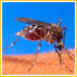Are You Attracting Mosquitoes?