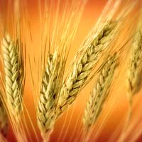 More Than Just A Fad - Wholesome Grains