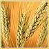 More Than Just A Fad - Wholesome Grains