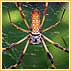 What Does Banana Spider Strive On?