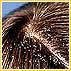 Oral Anti-Fungal Treatment For Dandruff
