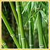 World's Fastest Growing Plant